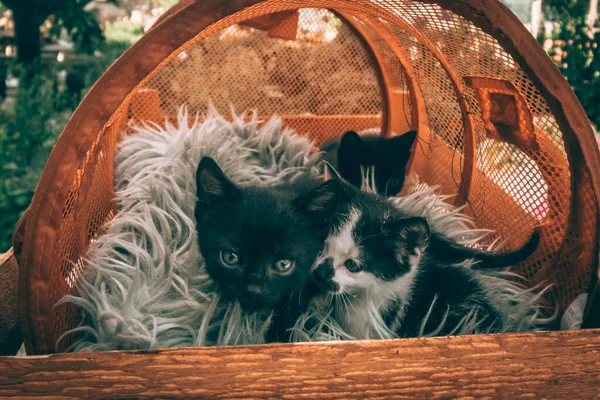 Hermosos Gatos Pequeños Mirando Curiosamente Posando Cesta Sobre Fondo Blanco —  Fotos de Stock