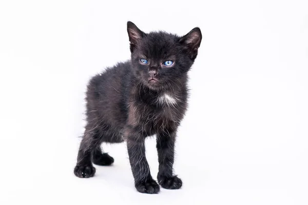 Hermoso Pequeño Gato Negro Mirando Cortésmente Posando Sobre Fondo Blanco — Foto de Stock