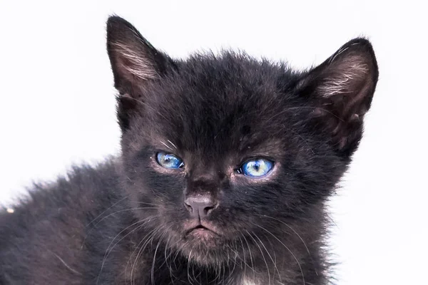 Bonito Pequeno Preto Gato Olhando Couriously Posando Fundo Branco — Fotografia de Stock