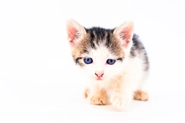 Hermoso Manchado Tímido Blanco Negro Gato Blanco Fondo — Foto de Stock