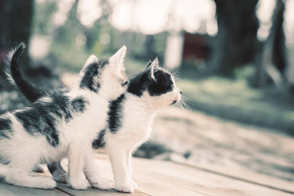 Pisici Curioase Pufoase Animale Companie Natură Pitorească Frumoasă — Fotografie, imagine de stoc