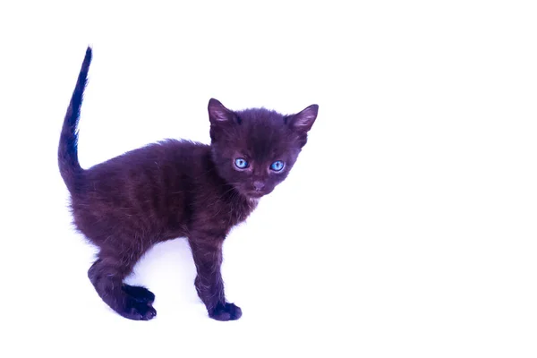 Hermoso Pequeño Gato Negro Mirando Cortésmente Posando Sobre Fondo Blanco — Foto de Stock