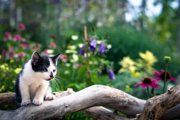 Puszysty Ciekawy Kot Zwierzę Pięknej Malowniczej Przyrody — Zdjęcie stockowe
