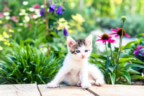 可愛い子猫はカラフルな黄色 緑の花の背景にポーズ — ストック写真