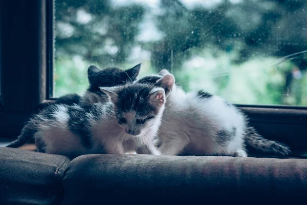 Mooie Kleine Katten Hebben Plezier Samen — Stockfoto