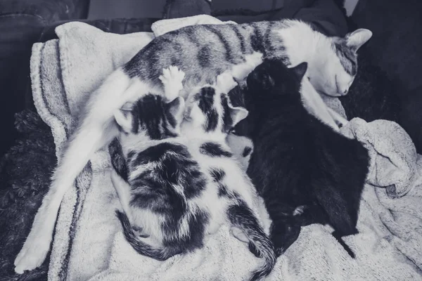 Zblízka Černošky Kočka Modrýma Očima Pití Mléka Matky Kočky — Stock fotografie