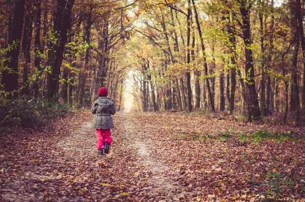 五彩缤纷的秋天 一个小女孩在五彩缤纷的季节漫步在树间 — 图库照片