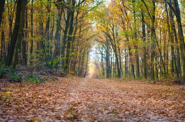 Caminho Entre Árvores Atmosfera Outono Amarelo Laranja — Fotografia de Stock