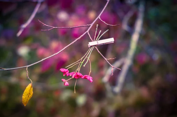 ピンクの花が木の上にかかって — ストック写真