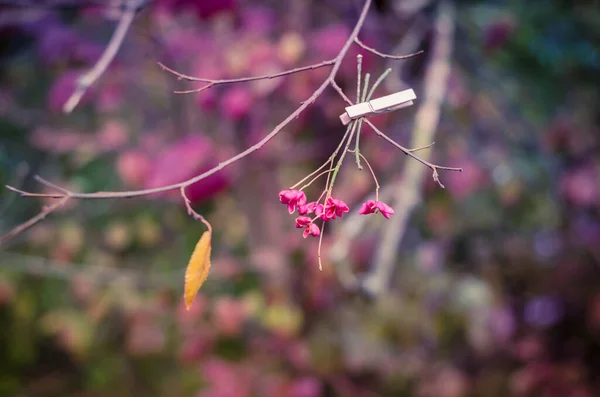 Pembe Çiçek Ağaç Dalında Asılı — Stok fotoğraf