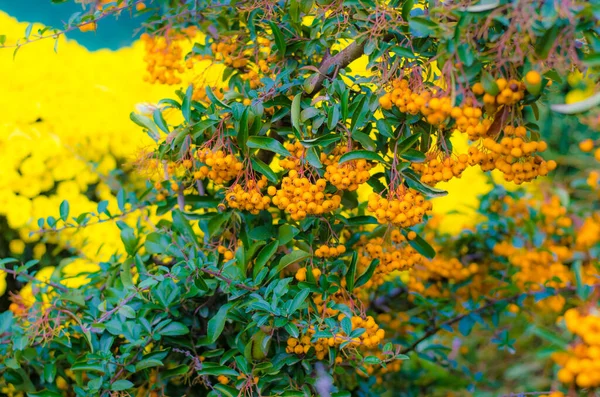 Renkli Sonbahar Meyveleri Bitkileri — Stok fotoğraf