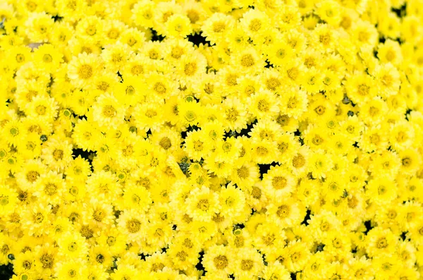 Detail Der Leuchtend Gelben Blütenblätter Der Chrysanthemenblume — Stockfoto