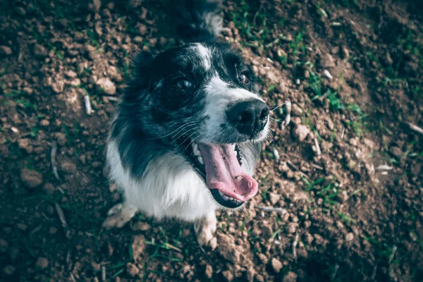 Černobílý Psí Portrét Ptačí Perspektivy — Stock fotografie