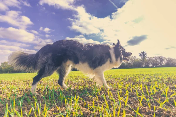 Kuşların Bakış Açısından Siyah Beyaz Köpek Portresi — Stok fotoğraf