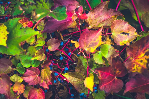 Bright Colorful Autumn Leaves Berries Blue Green Yellow Red Orange — Stock Photo, Image