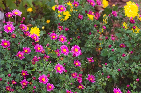 Podzimní Barevné Chryzantémy Květiny Pozadí — Stock fotografie