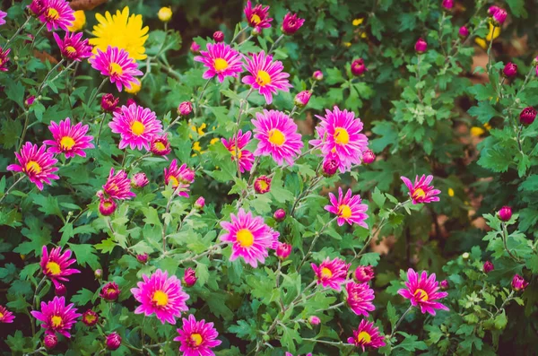 秋天五彩缤纷的菊花背景 — 图库照片