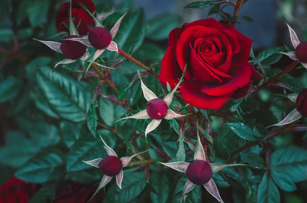 Zbliżenie Piękny Kwiat Czerwonej Róży Pączkami — Zdjęcie stockowe