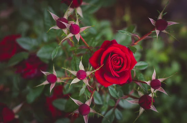 Primo Piano Bel Fiore Rosa Rossa Con Boccioli — Foto Stock