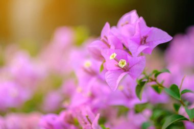 Pembe çiçekler, Begonviller