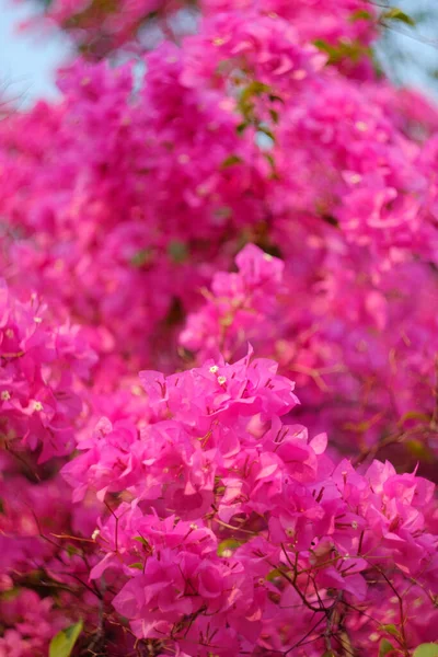 Magenta Bougainvillea Flowers Размытая Пурпурная Бугенвиллия Качестве Фона — стоковое фото