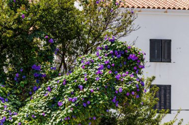 İspanya, Katalonya, Lligat Limanı,Cadaques yaz 2019
