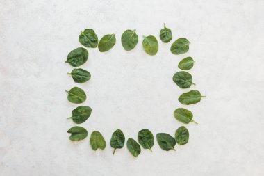 Beyaz zemin üzerinde yeşil ıspanak yaprakları kopya alanı ile çerçeve olarak düzenlenmiştir