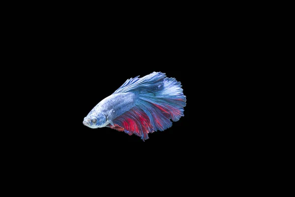 Красочный Сиам Борется Рыбой Черном Фоне — стоковое фото