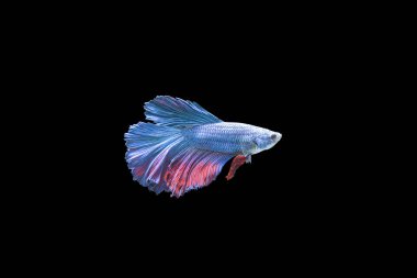 Dövüş balık siyah arka plan üzerinde renkli Siam