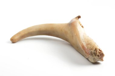 çiğ domuz kuyruğu beyaz zemin üzerine