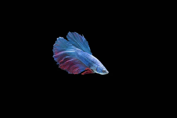 Красочный Сиам Борется Рыбой Черном Фоне — стоковое фото