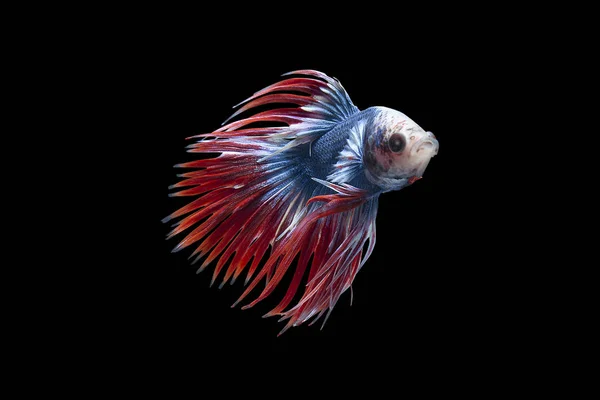 Colorful Siam Fighting Fish Black Background Paths — Stock Photo, Image