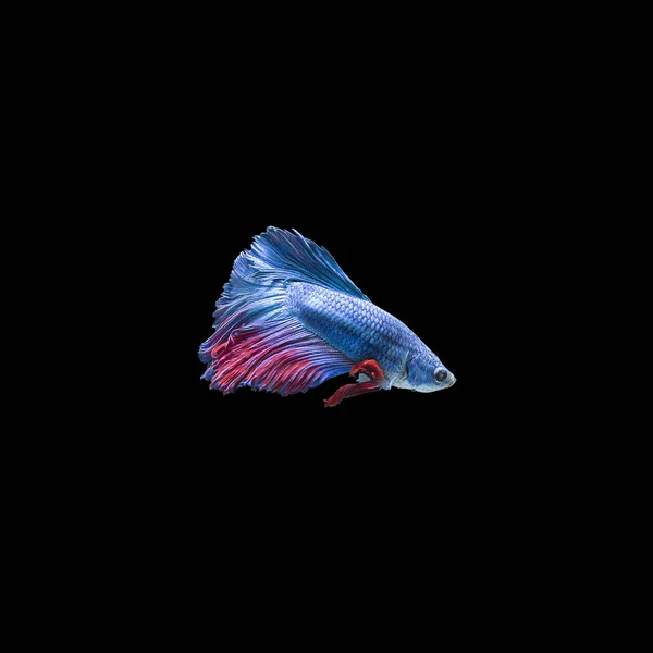 Colorful Siam Fighting Fish Black Background — Stock Photo, Image