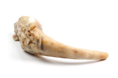 çiğ domuz kuyruğu beyaz zemin üzerine