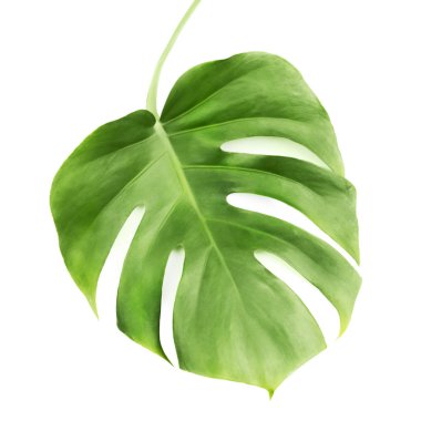 beyaz arka plan üzerinde izole büyük yeşil tropikal yaprak 