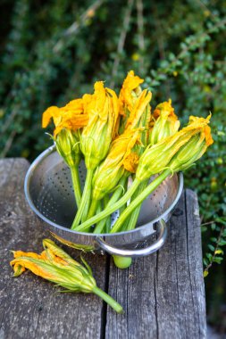 Taze sarı kabak çiçekleri