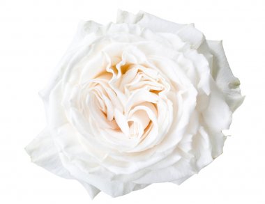 Beyaz gül çiçek yaprakları 