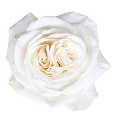 Beyaz gül çiçek yaprakları 