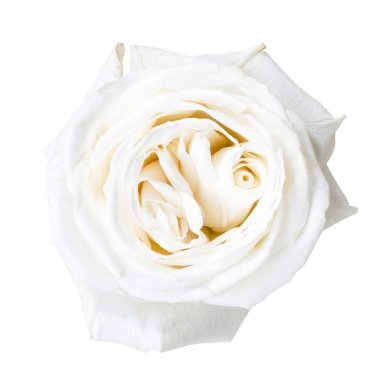 Beyaz gül çiçek yaprakları 