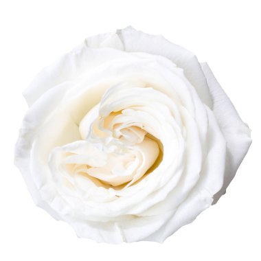 Beyaz gül çiçek yaprakları 