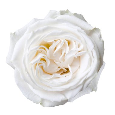 Beyaz gül çiçek yaprakları 