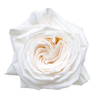 Beyaz gül çiçek yaprakları 