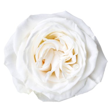 Beyaz gül çiçek yaprakları 