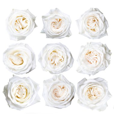 beyaz arkaplanda izole edilmiş şakayıklar