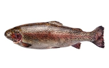 Beyaz arka planda izole edilmiş taze balık