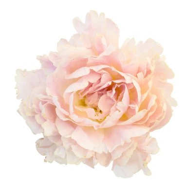 beyaz arkaplanda yalıtılmış şakayık çiçeği