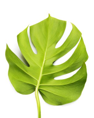 beyaz arka plan üzerinde izole büyük yeşil tropikal yaprak 