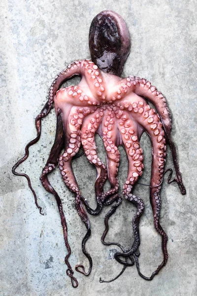 Octopus Een Grijze Achtergrond — Stockfoto