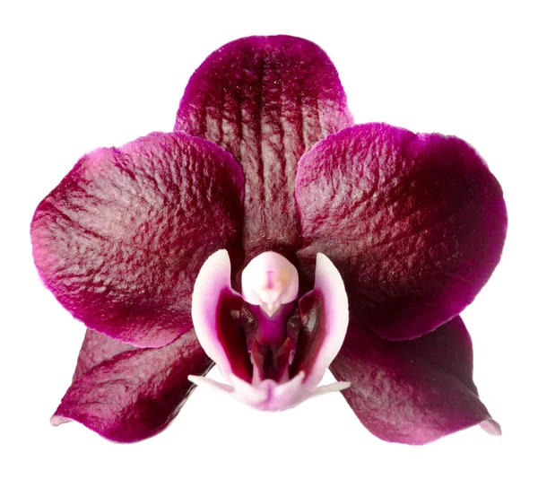 Plan Studio Fleur Orchidée Rouge Rose Vif — Photo