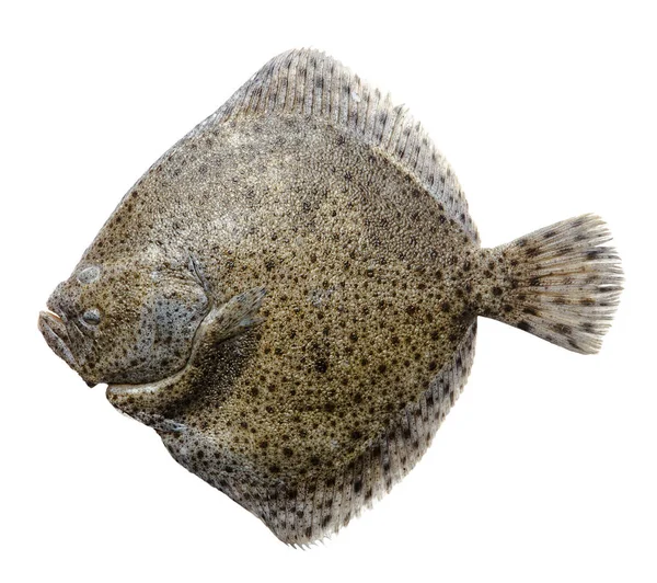 Beyaz arka planda izole edilmiş taze balık